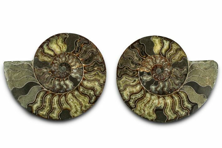 Cut & Polished Crystal-Filled Ammonite Fossil - Madagascar #362399